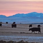 A recent survey found that farmers feel increasingly vilified by uninformed public opinion about livestock production and by campaigns organized by animal activist groups. | Mike Sturk photo