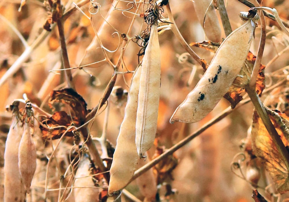 A rising consumer interest in meat alternatives is being seen in Western Canada as a number of pea processing plants are under construction or already operational.  |  File photo