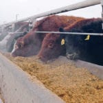 This year’s prices for finished cattle stayed $10 above the lows of 2016 and 2017. | File photo