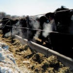 The feed grain market in Western Canada is starting to firm up as a lack of farmers selling has supplies tightening. | File photo