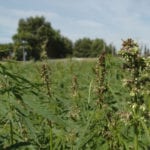 Canada's hemp industry will have an eventful year in 2019 as the industry expands with more processing facilities and legislative changes. | File photo