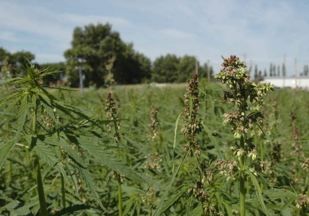 Canada's hemp industry will have an eventful year in 2019 as the industry expands with more processing facilities and legislative changes. | File photo