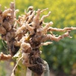 A standard three-year rotation (canola-other crop-other crop) should be able to keep clubroot contained even if it's present. | File photo
