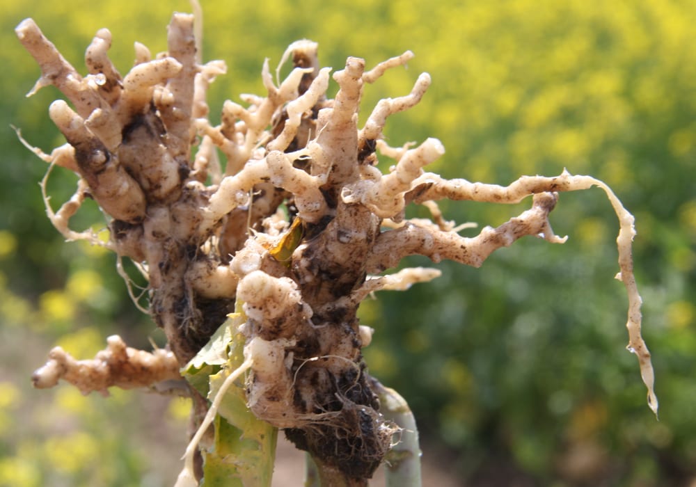 A standard three-year rotation (canola-other crop-other crop) should be able to keep clubroot contained even if it's present. | File photo