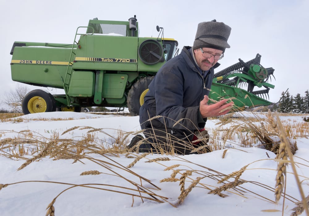As Canadian farmers start thinking about what to plant next spring, global trade patterns and weather will play into decision making. | File photo