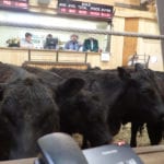 Manitoba cattle auction yards were still keeping busy during the second week of December, as ranchers cleaned out cattle and feedlots looked to fill some pen space. | File photo
