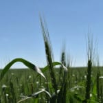 Average prices ranged from about C$260 per tonne in western Manitoba, to as high as C$284 in southern Alberta. | File photo