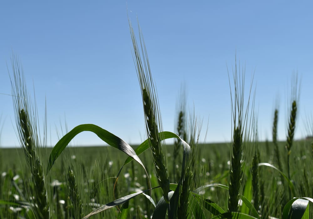 Average prices ranged from about C$260 per tonne in western Manitoba, to as high as C$284 in southern Alberta. | File photo
