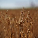China had all the North American commodity markets on edge for the week ended Dec. 14. | File photo