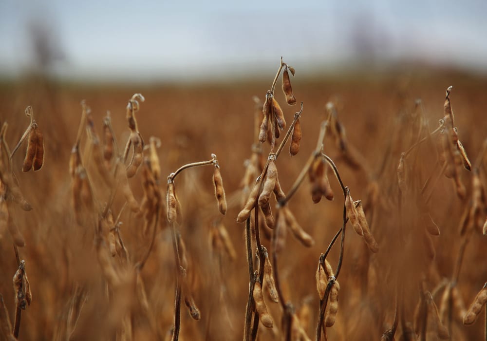 China had all the North American commodity markets on edge for the week ended Dec. 14. | File photo