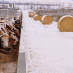 The wind-down of Saskatchewan's Livestock Loan Guarantee Program has been extended to July 31, 2019. | File photo