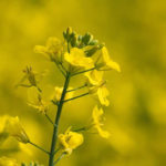 Ample supply holds back Canola; wheat unchanged