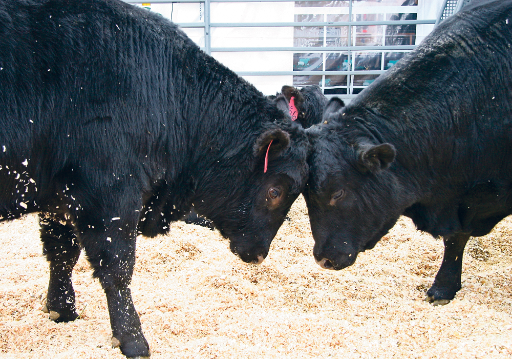 Producers are advised to select bulls based on expected progeny differences and pick replacement females based on heterosis.  |  File photo