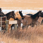 The National Farmed Animal Health and Welfare Council says welfare regulations are scattered across a number of pieces of legislation. It suggests that welfare codes governing horses, cattle and other livestock species be referenced in every province’s legislation. | Mike Sturk photo