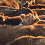 Heifer retention is not happening this year, even when positive market signals suggest expansion is a good idea. | Mike Sturk photo