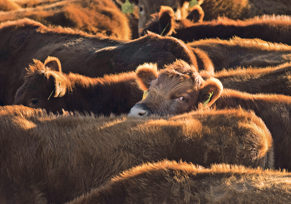 Heifer retention is not happening this year, even when positive market signals suggest expansion is a good idea.  |  Mike Sturk photo