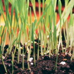 Plant stress may result from nutrient deficiencies, excess fertilizer, pesticides, disease, salinity and acidic soil. | File photo