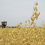 One analyst thinks oat acres could increase by 25 percent in Western Canada next spring. | File photo