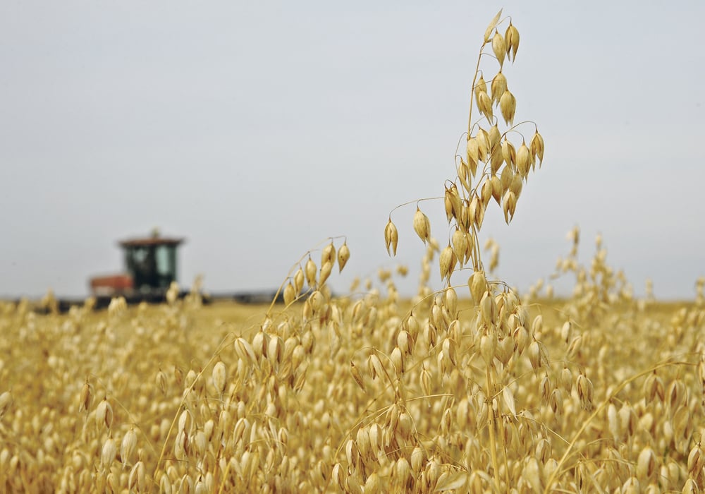 One analyst thinks oat acres could increase by 25 percent in Western Canada next spring.  |  File photo