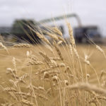 Positive market signals may point to increased durum exports to key customers. | File photo