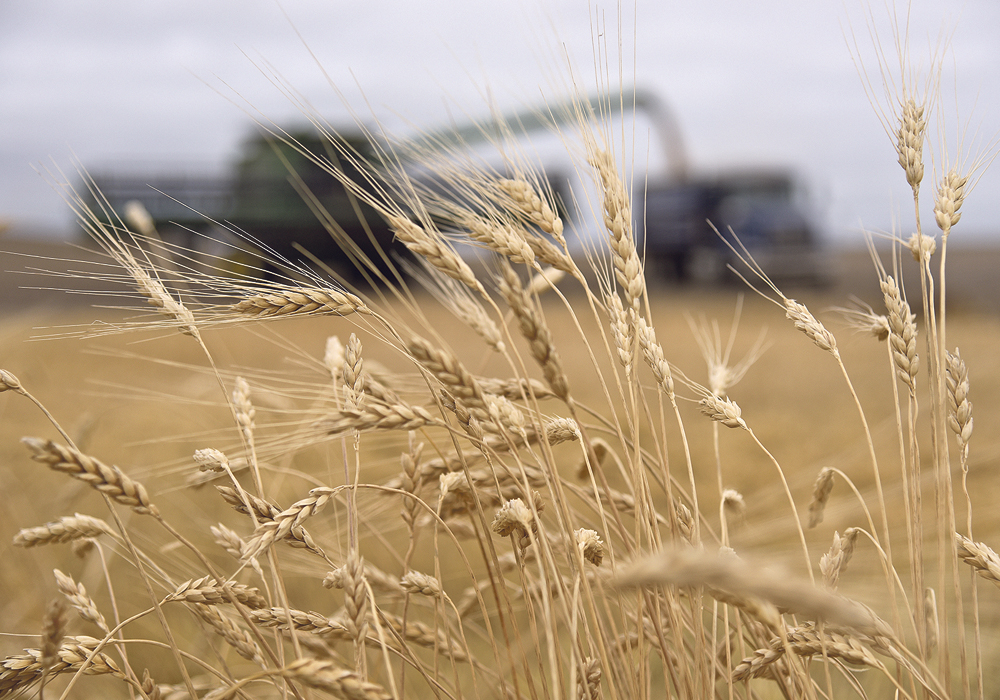 Positive market signals may point to increased durum exports to key customers.  |  File photo