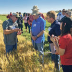 Jim Peterson, left, of the North Dakota Wheat Commission inspects spring wheat with scouts last summer during the Wheat Quality Council’s annual crop tour in Casselton, North Dakota. The American wheat industry is worried that it is losing trade ground to its competitors because it is not part of the CPTPP. | REUTERS/Julie Ingwersen photo