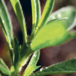 A survey found last year that 50 percent of kochia in southern Alberta was resistant to glyphosate. | Michael Raine photo