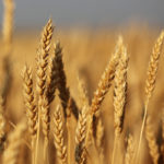 Spring wheat prices in Western Canada enjoyed a strong year. | Michael Raine photo