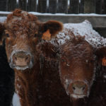 Brian Lemon, general manager of Manitoba Beef Producers (MBP), said adverse weather throughout 2018 had a major role in the problems cattle producers faced during the year. | File photo