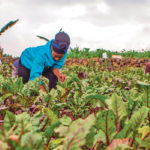 Assoumpata Uwamariya works on a beet farm in Rwanda’s Rubavu district. Farmers across Africa are improving their yields and products with technology. | REUTERS/Jean Bizimana photo