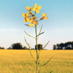 North American markets began to switch high oleic oils in 2005, when Health Canada required trans fat labelling on food products. Now that trans fats are banned, demand may increase.  |  File photo