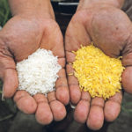 A scientist compares Golden Rice, right, and ordinary rice. Golden Rice is genetically modified to be infused with beta-carotene, a chemical substance responsible in producing vitamin A in the body. The biofortified rice helps prevent vitamin A deficiency, which causes immunity deficiency syndrome and is the leading cause of blindness in children in developing nations. | REUTERS/Erik De Castro photo