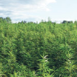 There is no established technique for CBD harvest on a broad-acre scale. One harvest option for large-scale production includes full plant use where the entire plant is harvested, possibly by being cut and baled. Another harvest method could have the top of the hemp plant cut off and taken by conveyors to a cart and later dried. More research is needed. | Getty image