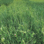 Intercropping with peas and barley has been shown to yield well and provides support of the pea crop. | Bill Biligetu photo