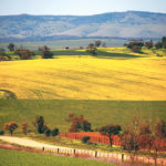 A paddock containing a crop of canola grows near Mallala, north of Adelaide, South Australia, last summer. GM canola is still banned in this state, and neighbouring states that do permit GM canola to be planted are not permitted to ship the product by rail through its borders. | REUTERS/David Gray photo