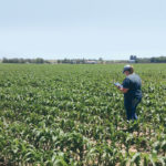 Brenna Cannon, Farmers Edge intern, checks imagery as she inspects a corn field at the Peterson Brothers farm in Kansas. | Farmer’s Edge photo