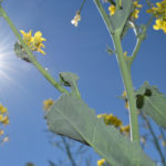 The above normal temperatures Western Canada has experienced since the fall were not necessarily caused by an El Nino. | File photo