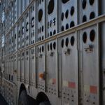 New regulations and a code of practice for livestock transportation are coming. | File photo