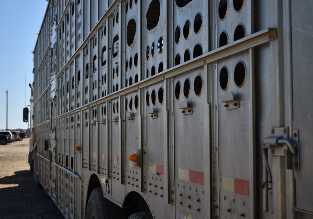 New regulations and a code of practice for livestock transportation are coming. | File photo