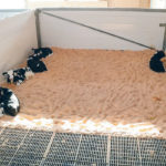 University of British Columbia researchers tested the sociability of calves by measuring the proximity they chose between themselves and other animals. | UBC photo