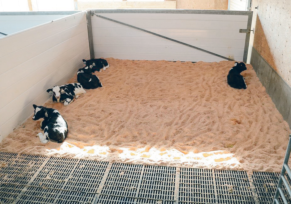 University of British Columbia researchers tested the sociability of calves by measuring the proximity they chose between themselves and other animals.  | UBC photo