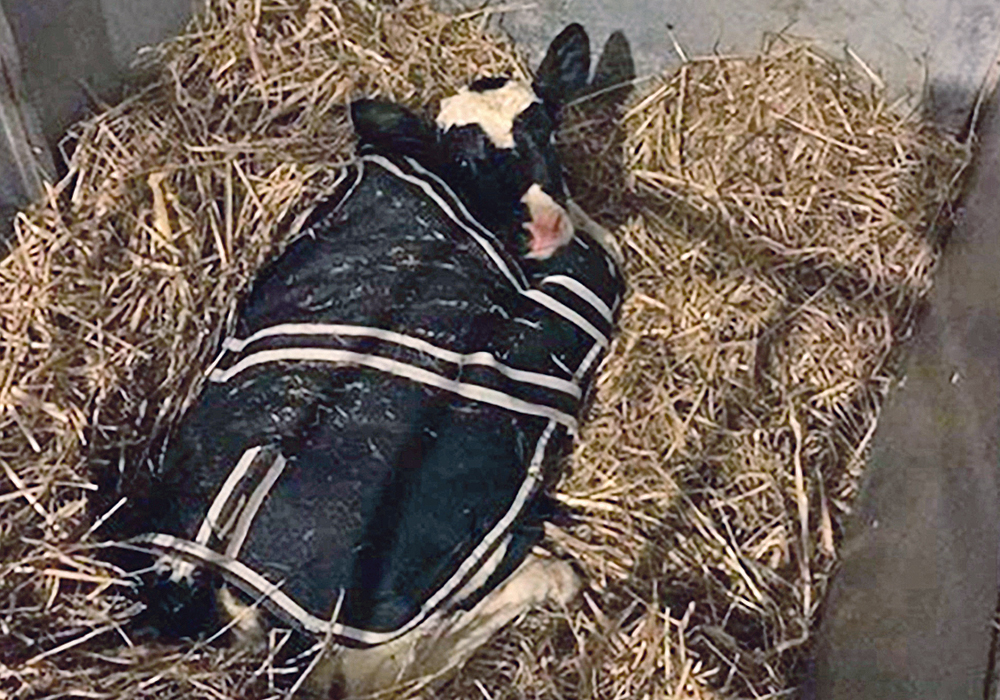 Crossfell Cinder Candy is the first calf to be karyomapped. |  University of Kent photo