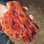 It’s estimated that the damage to cattle caused by liver fluke costs the industry $3 billion a year worldwide in lost productivity.  |  File photo