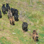 Almost 5,000 wild pigs have been killed in Australia in an effort to get the species under control. | Local Land Services photo