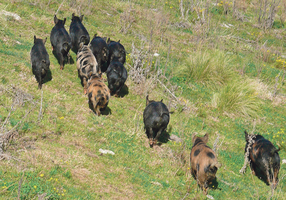 Almost 5,000 wild pigs have been killed in Australia in an effort to get the species under control.  |  Local Land Services photo