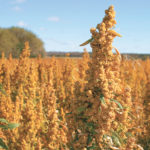 One analyst says a world shortage of quinoa will increase its prices, while another analyst expects prices will fall this winter. | File photo
