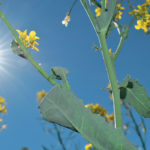 Recession fears and a volatile stock market are creating uncertainty for the canola market. | File photo