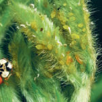 Resistant aphids are arriving from the United States, where producers are thought to be overusing pesticides. It’s a problem for Canadian growers because they have fewer options to control the pests. | University of Minnesota photo