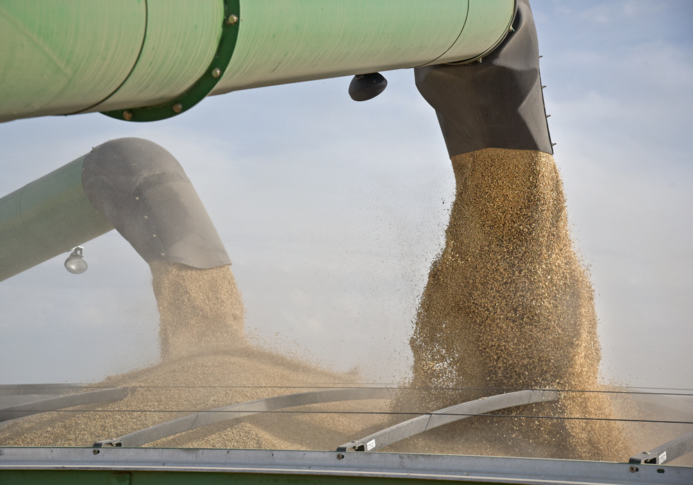 Feed barley delivered to Lethbridge, Alta. is currently sitting around C$258 per tonne, compared to C$215 to C$220 per tonne a year ago. | File photo