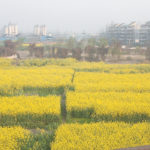 U.S. farmers and global seed companies have long complained about Beijing's slow and unpredictable process for approving GM crops for import, stoking trade tensions between the world's two largest economies. | File photo